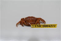 藏品(肉球近方蟹)的圖片